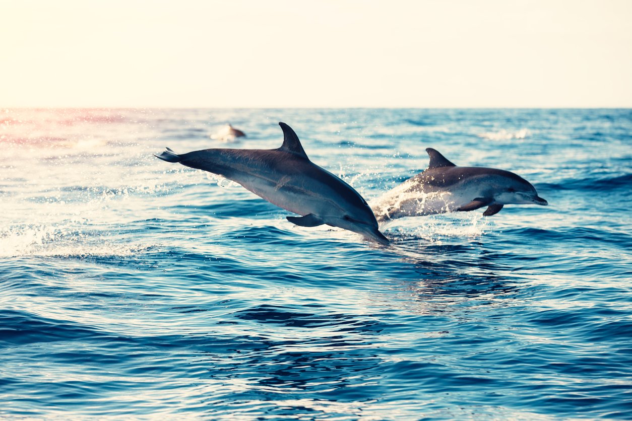 Sunset Dolphin Cruise