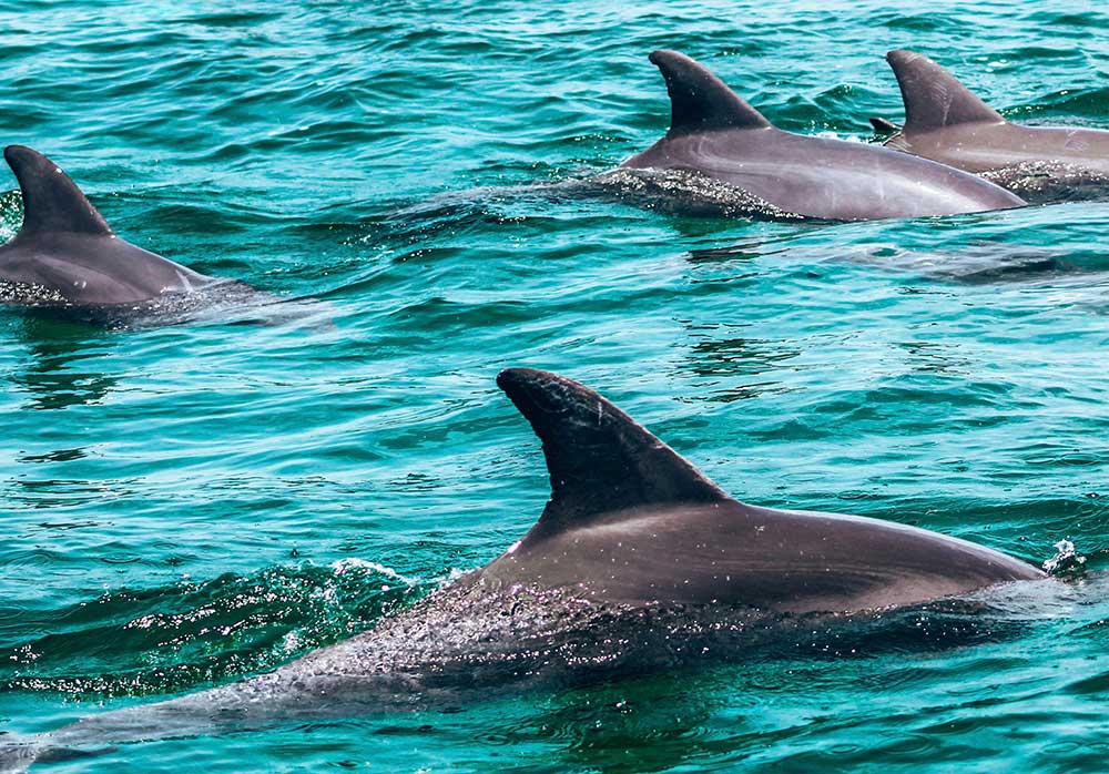 St. Andrews Shell Island: Best Beaches, Snorkeling Spots, and