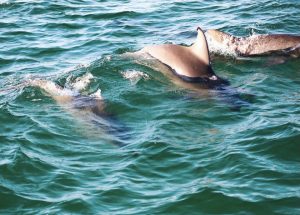 St. Andrews State Park Dolphin Tour