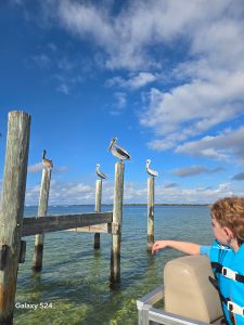 Shell Island Wildlife
