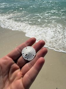 Shell Island Scenery