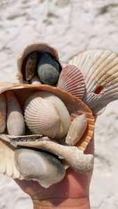 Shell Island Shell Find