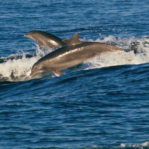 Dolphin Sightseeing Cruises at Shell Island