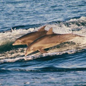 Shell Island Dolphins
