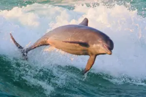 St Andrews State Park spring